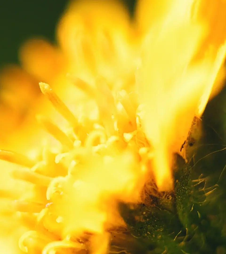 1.020 authorised stocks registered.